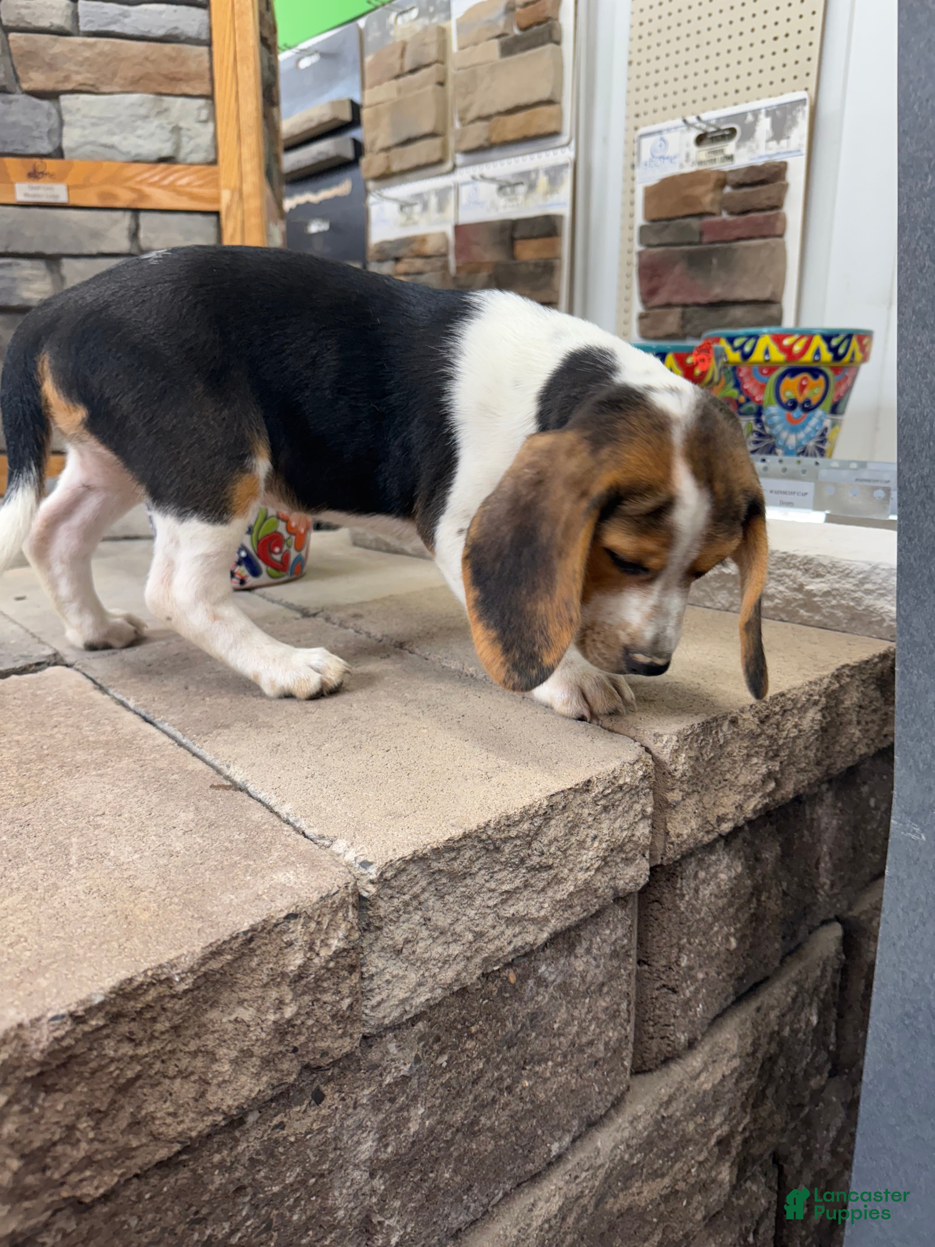 Beagle dogs AKC Freedom  - Ad 2