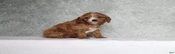 Cavapoo dogs for sale: Luna - Ad 2