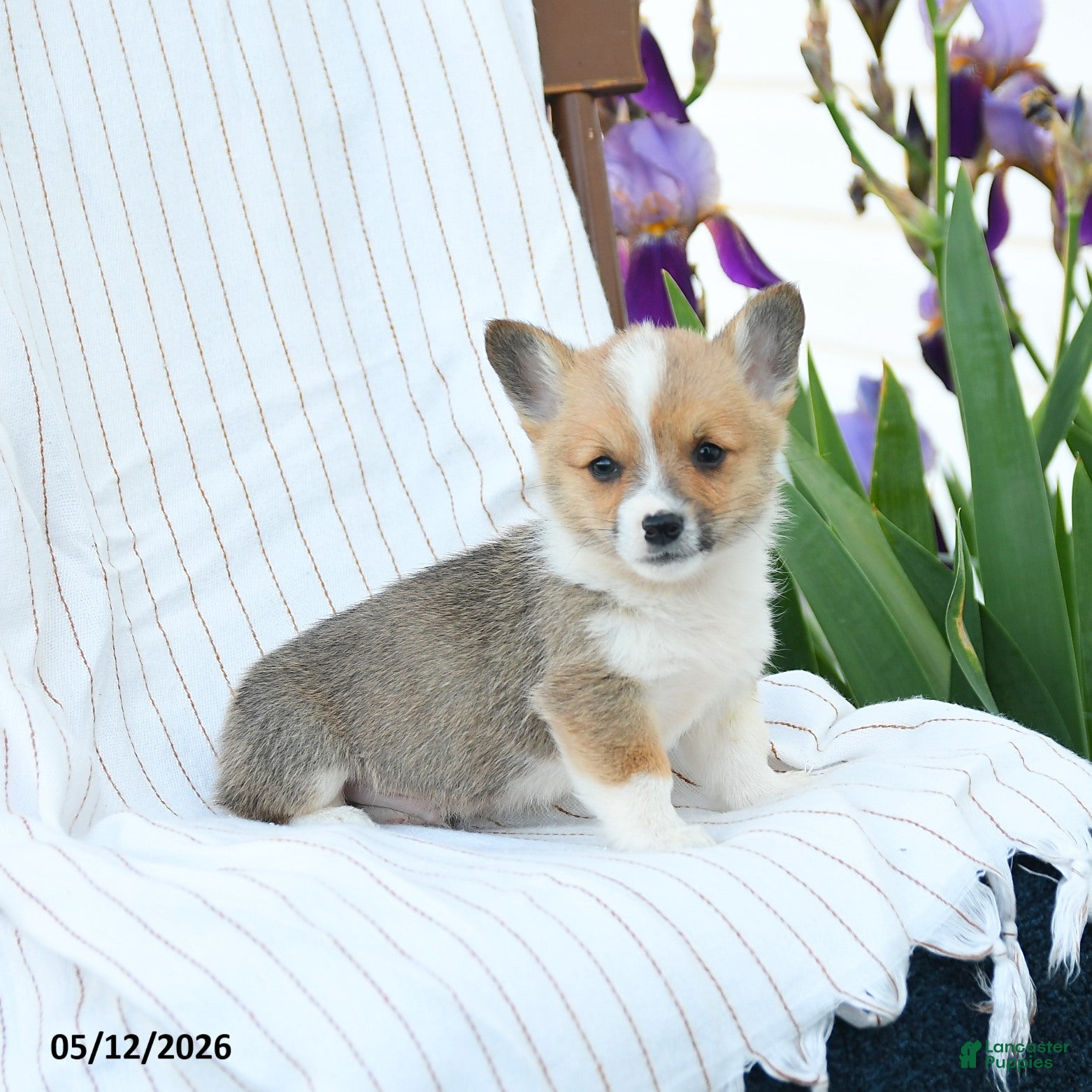 Welsh Corgi Pembroke dogs Charles - Ad 2