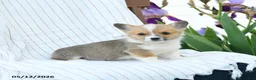 Welsh Corgi Pembroke dogs for sale: Charles - Ad 2