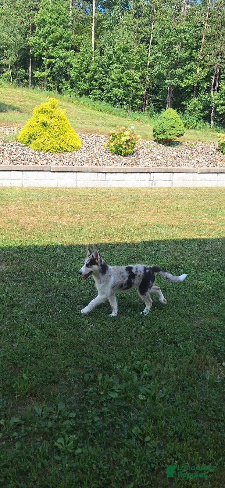 Gerberian Shepsky dogs Princess - Ad 2