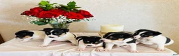 Rat Terrier dogs for sale: Sugar - Ad 4
