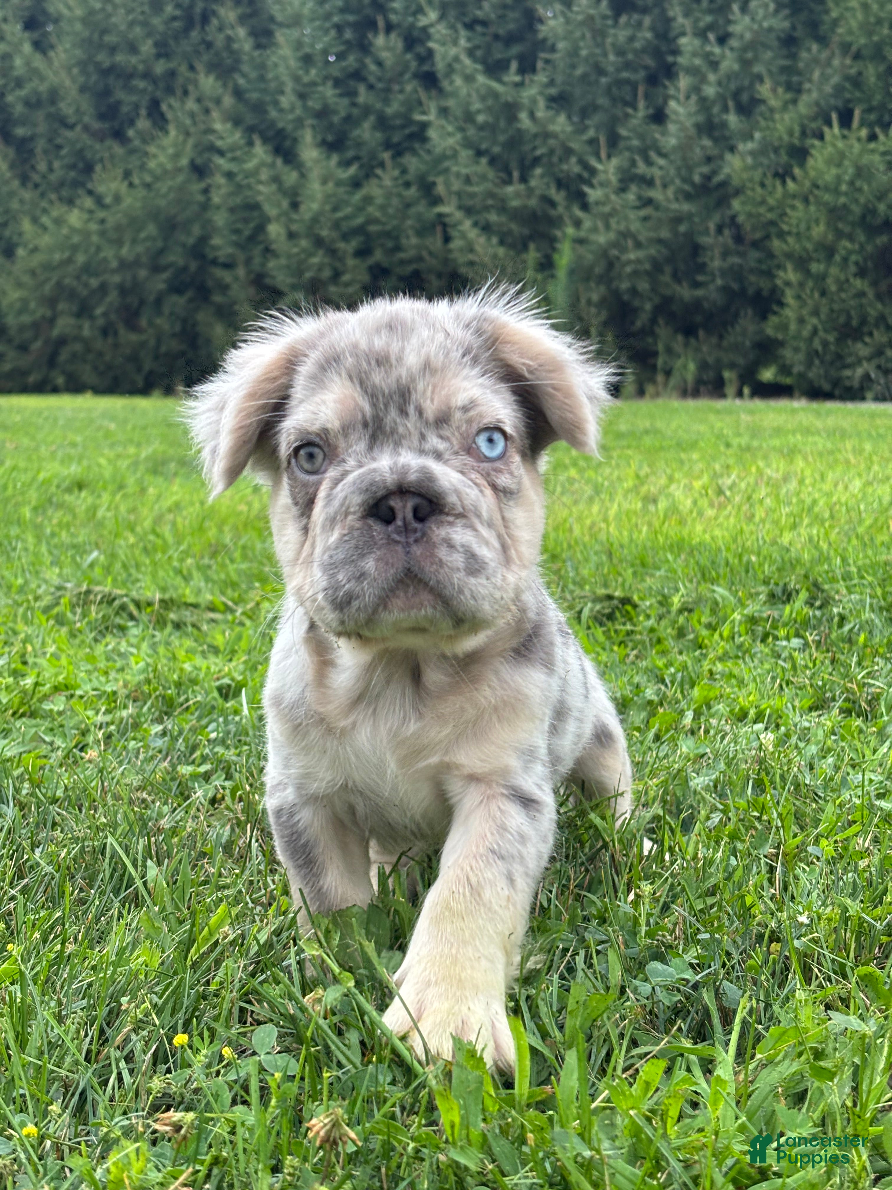 French Bulldog dogs Miles - Ad 1