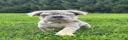 French Bulldog dogs for sale: Miles - Ad 1