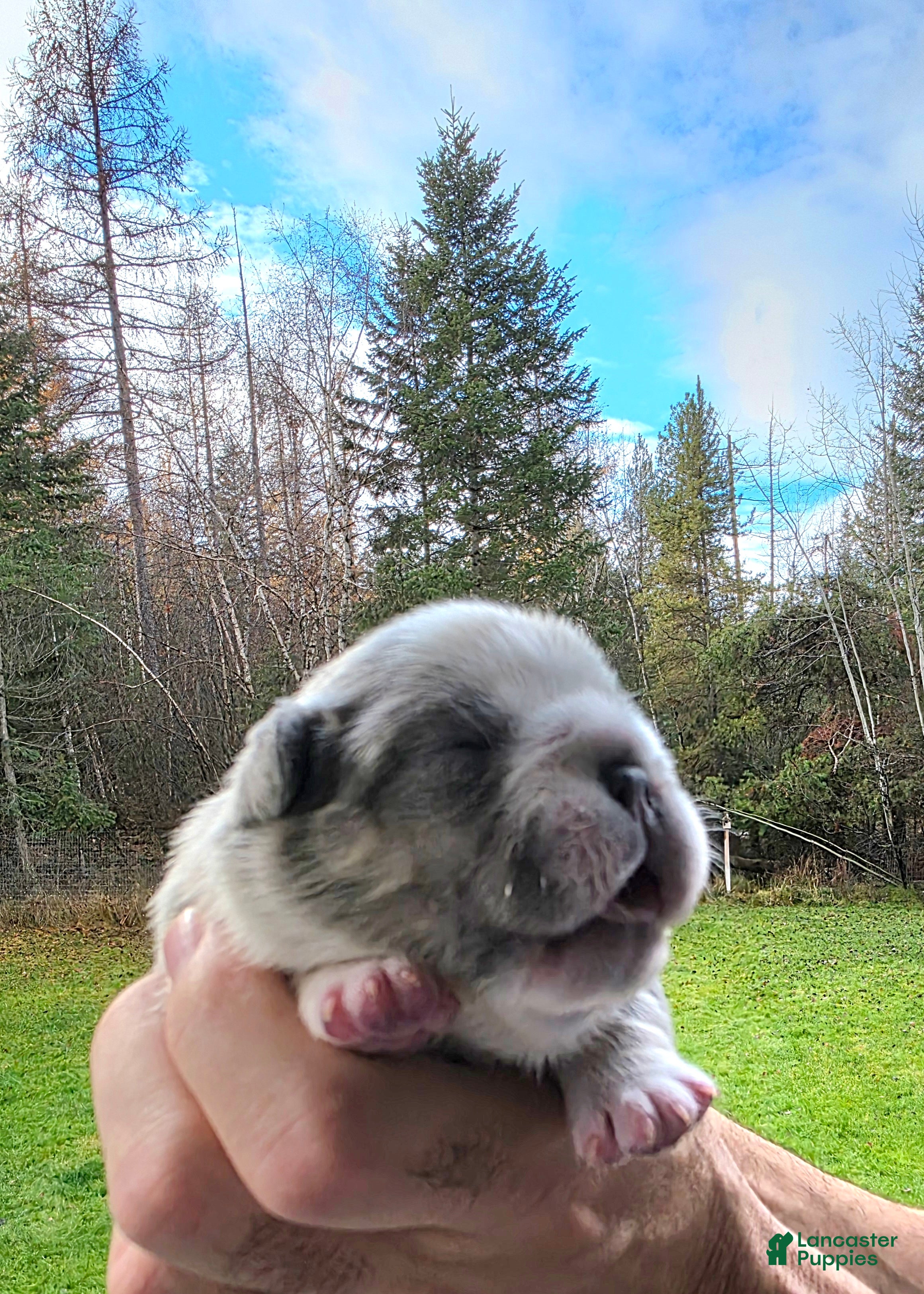 French Bulldog dogs Olaf – Lilac Big Rope French Bulldog with Panda Husky Pattern, carries pink and fluffy - Ad 2