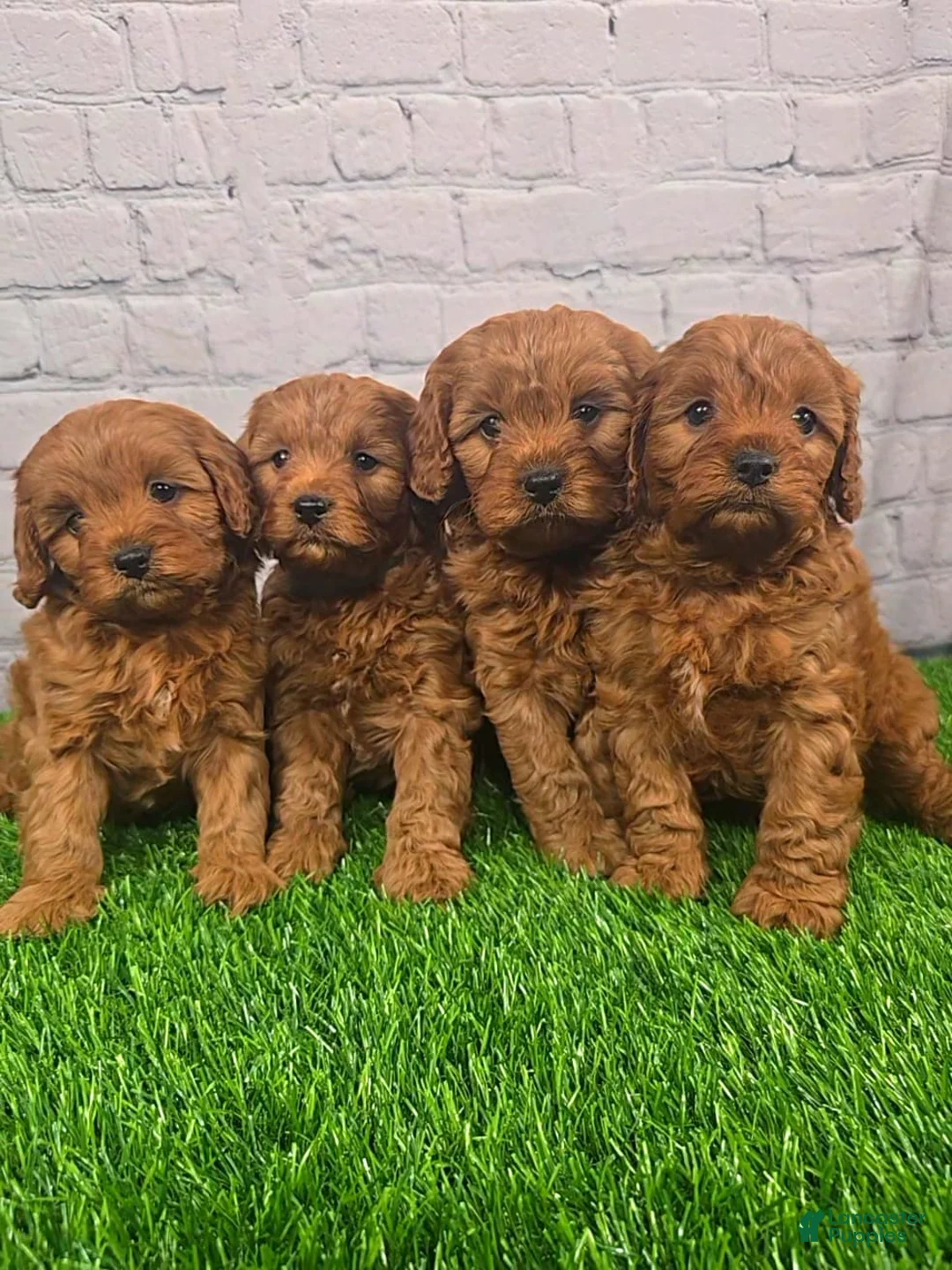 Cavapoo dogs for sale: Calli  - Ad 11