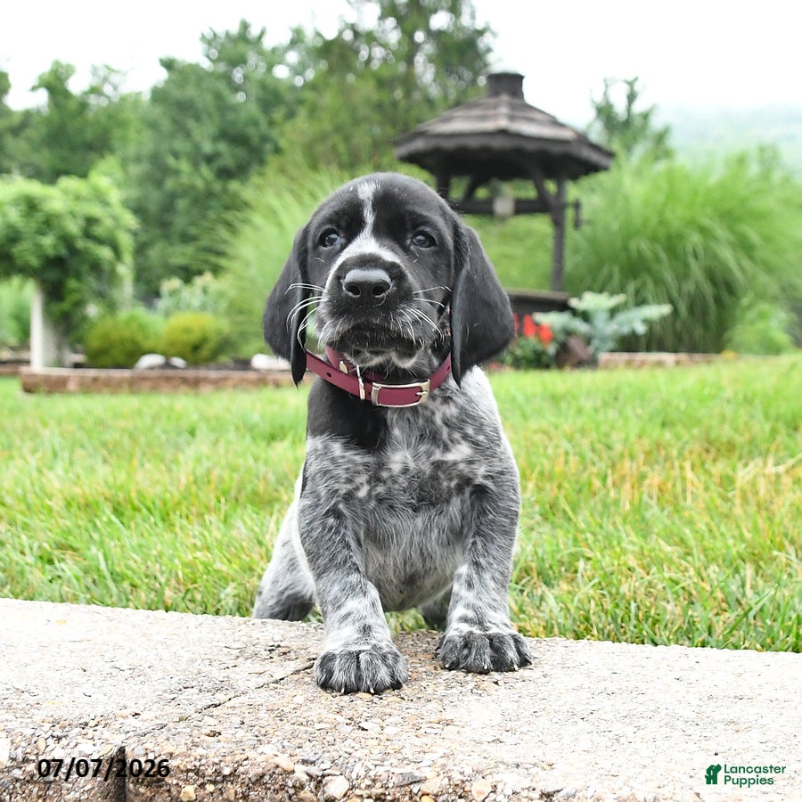 German Shorthaired Pointer dogs Hallie - Ad 2