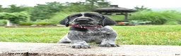 German Shorthaired Pointer dogs for sale: Hallie - Ad 2