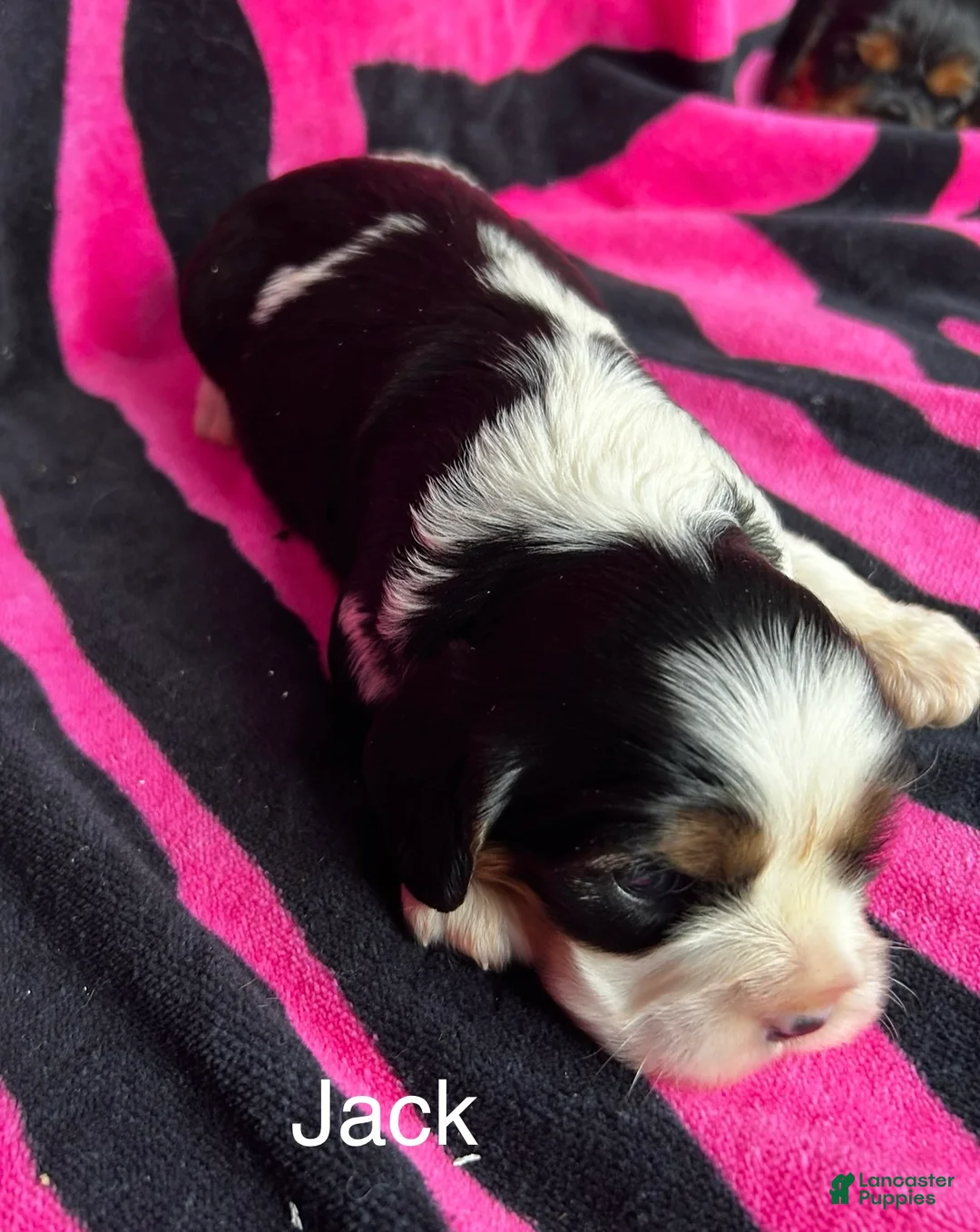 Cavalier King Charles Spaniel dogs for sale: Cavalier King Charles Spaniel Puppy 2 - Ad 2