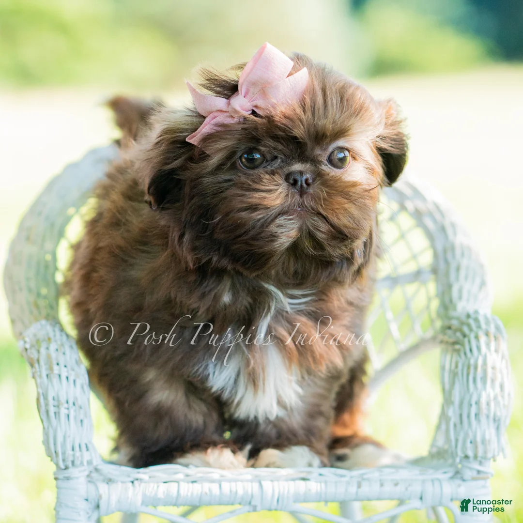 Shih Tzu dogs for sale: Clementine - Ad 2