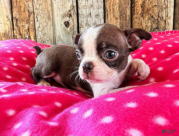 Boston Terrier dogs Paprika - Ad 1
