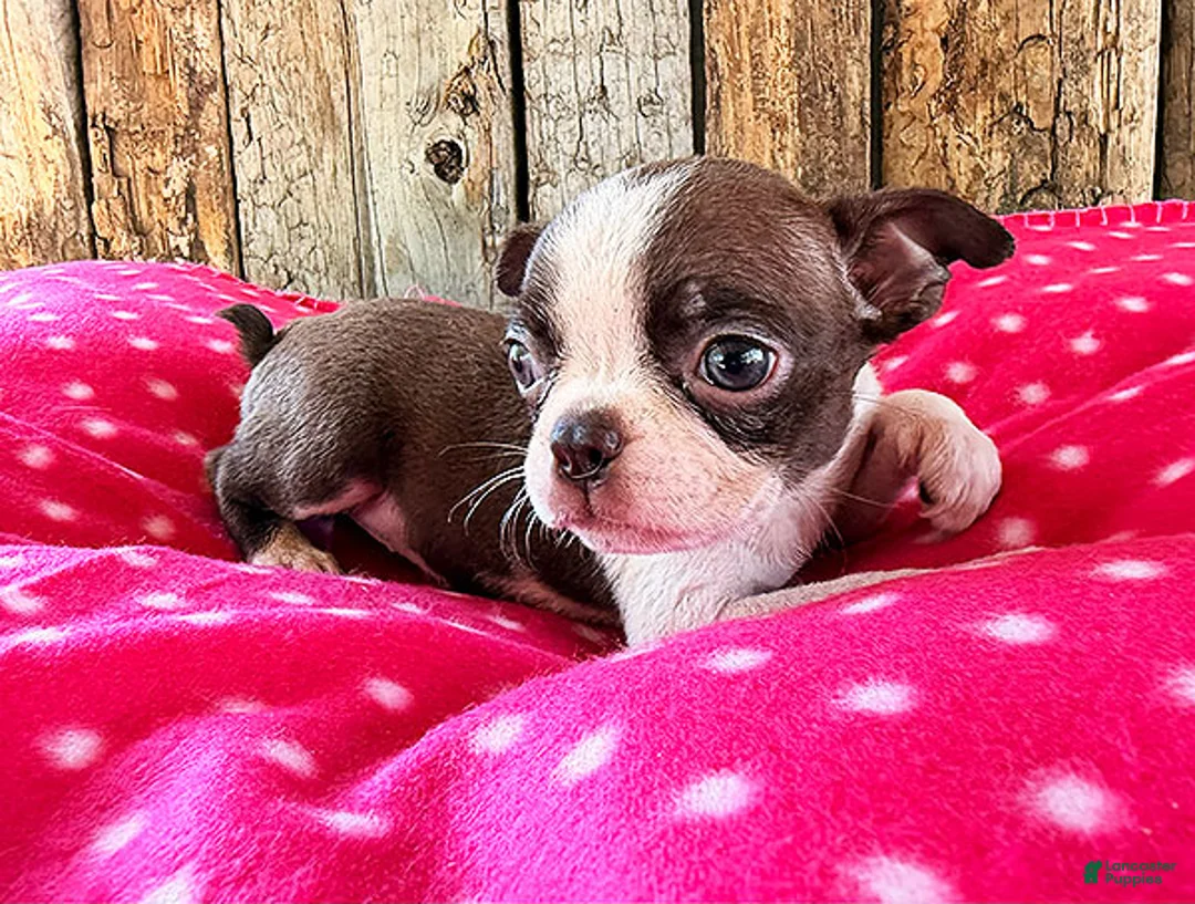 Boston Terrier dogs for sale: Paprika - Ad 1