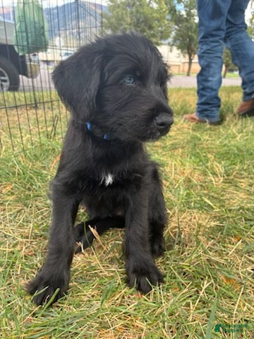 Mixed Breed dogs Lucky - Ad 27