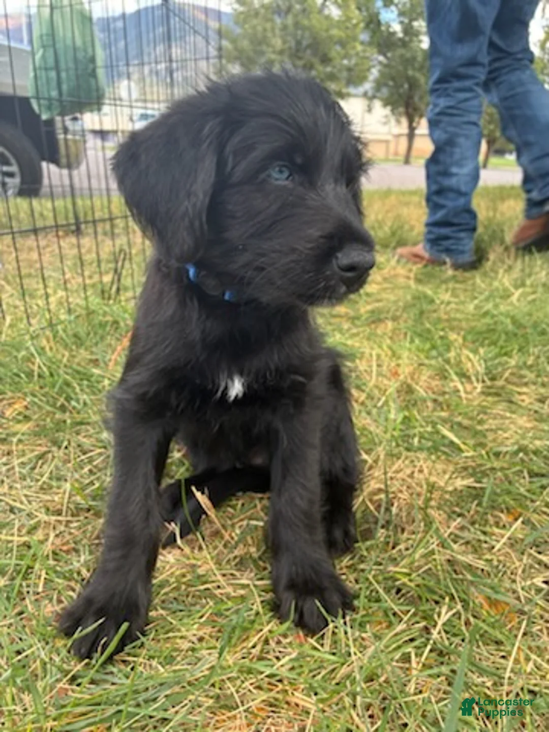 Mixed Breed dogs for sale: Lucky - Ad 1