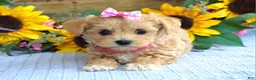 Maltipoo dogs for sale: Tessa - Ad 9