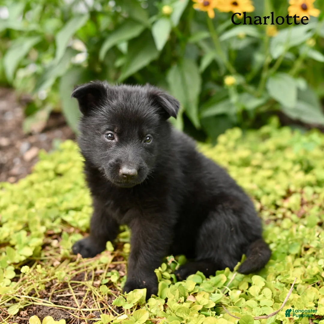 German Shepherd dogs for sale: Charlotte  - Ad 5