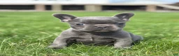 French Bulldog dogs for sale: Hope - Ad 1