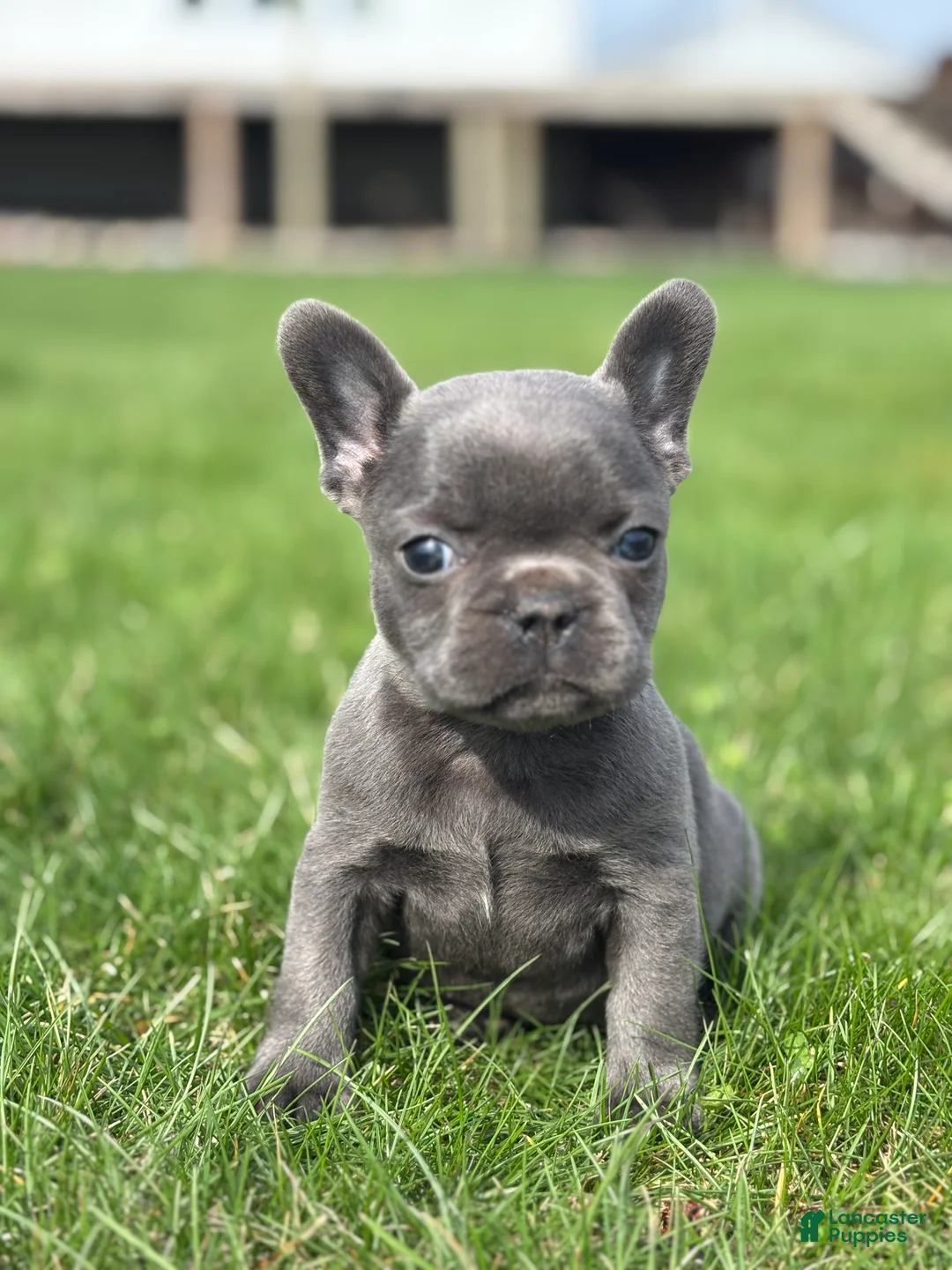 French Bulldog dogs for sale: Hope - Ad 1