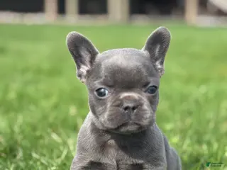 French Bulldog dogs for sale: Hope - Ad 2