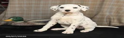 Dalmatian dogs for sale: Domino - Ad 3