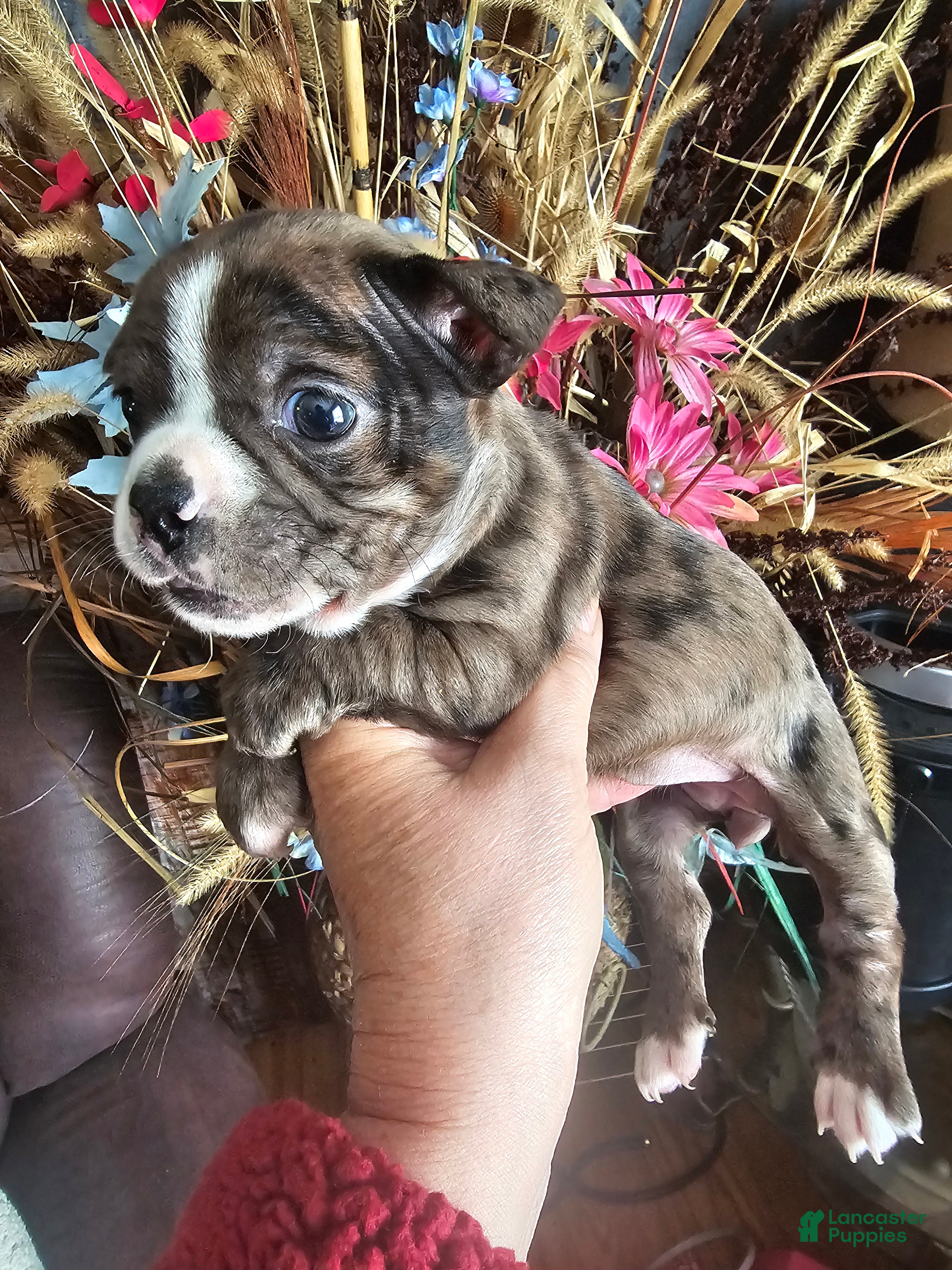 Mixed Breed dogs Glitter Mixed Breed Puppy 1 - Ad 1