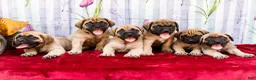 English Mastiff dogs for sale: Murphy - Ad 13