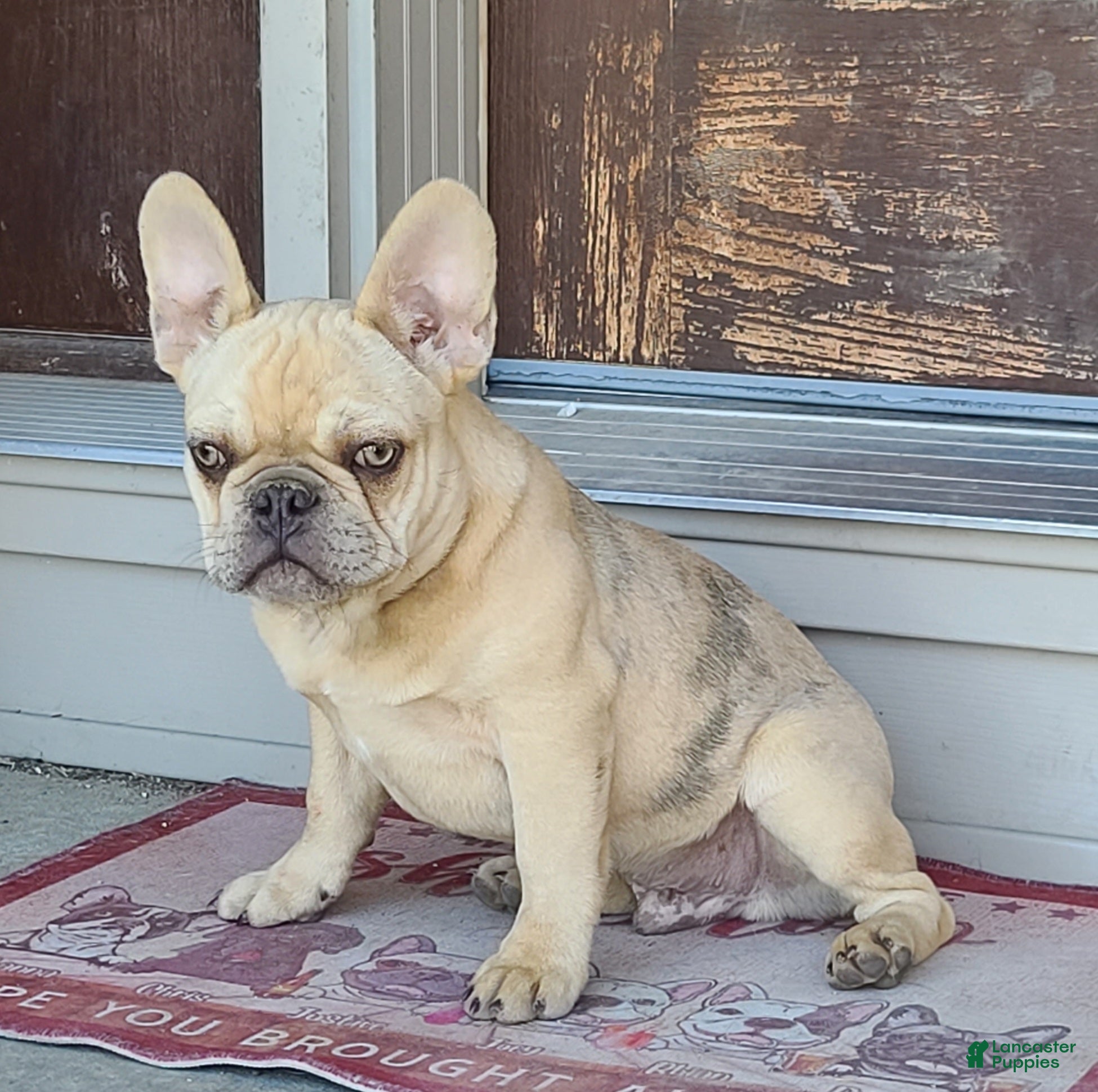 French Bulldog dogs Coco merle male - Ad 2