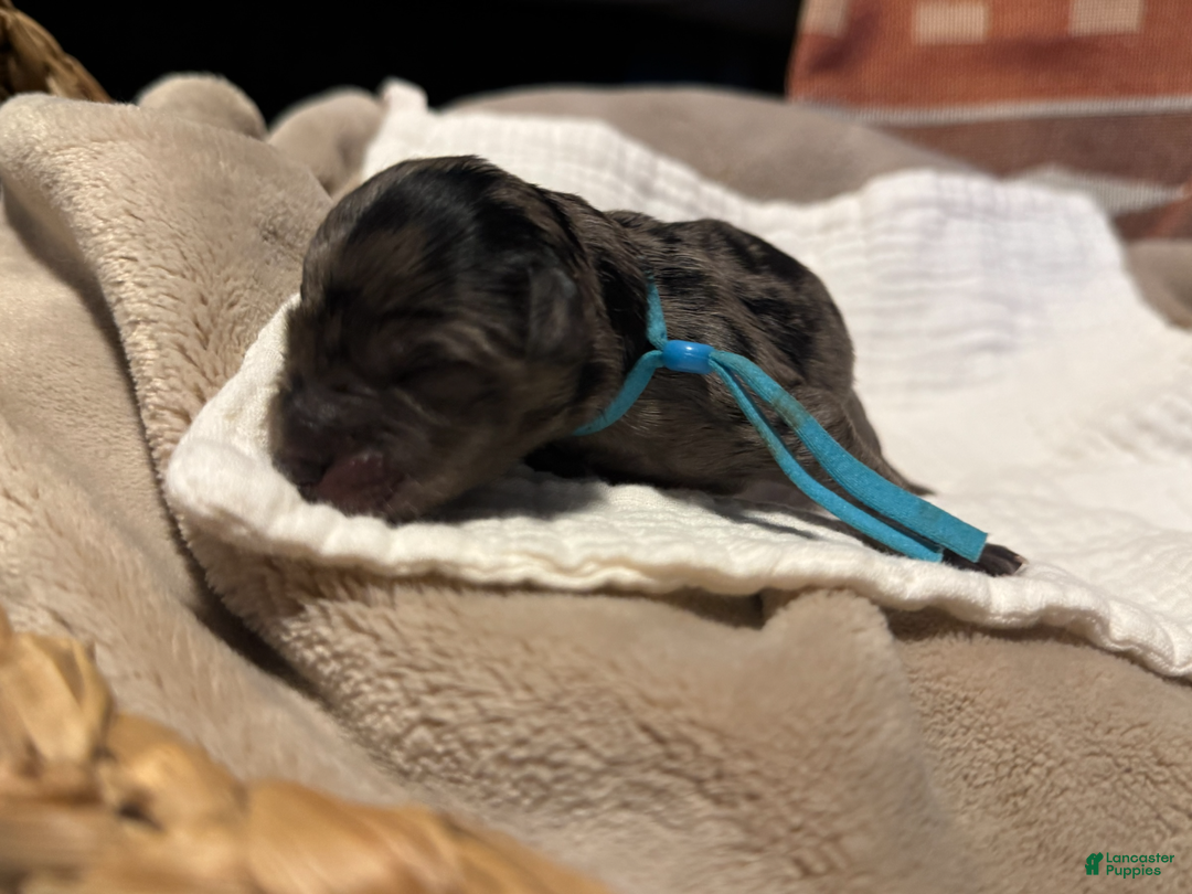 Miniature Schnauzer dogs for sale: Iceman - Ad 3
