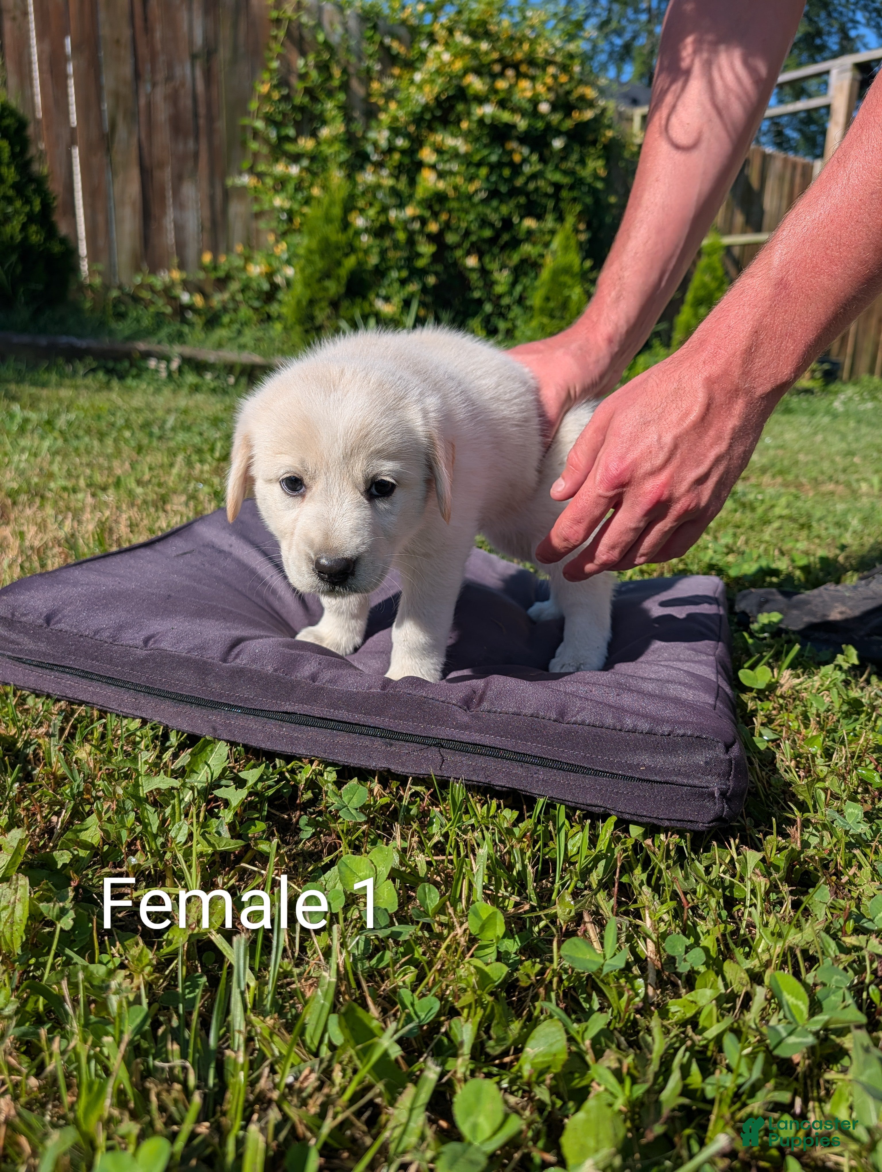 Mixed Breed dogs American Pyre 5 - Ad 1