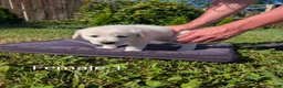 Mixed Breed dogs for sale: American Pyre 5 - Ad 1
