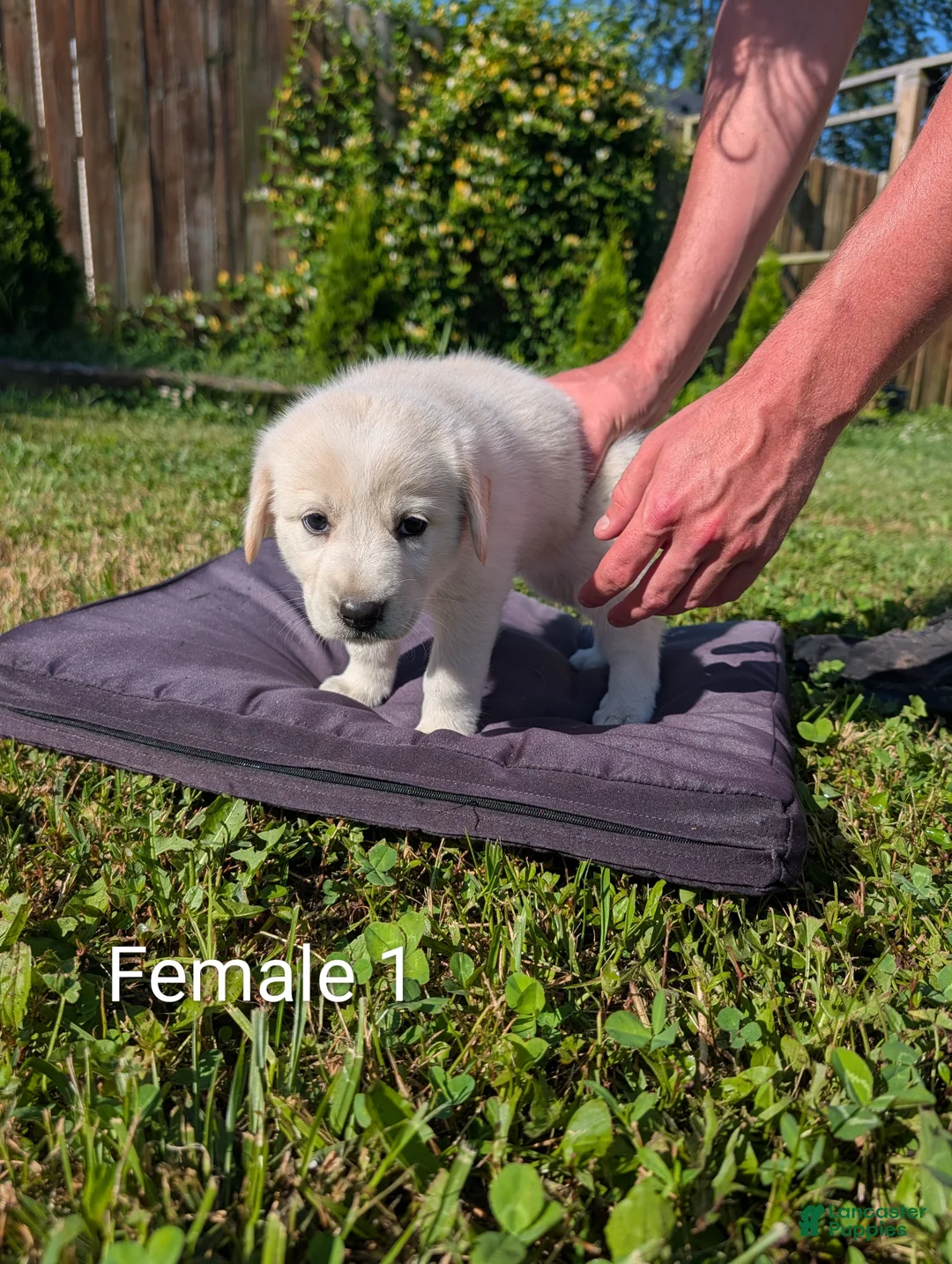 Mixed Breed dogs for sale: American Pyre 5 - Ad 1