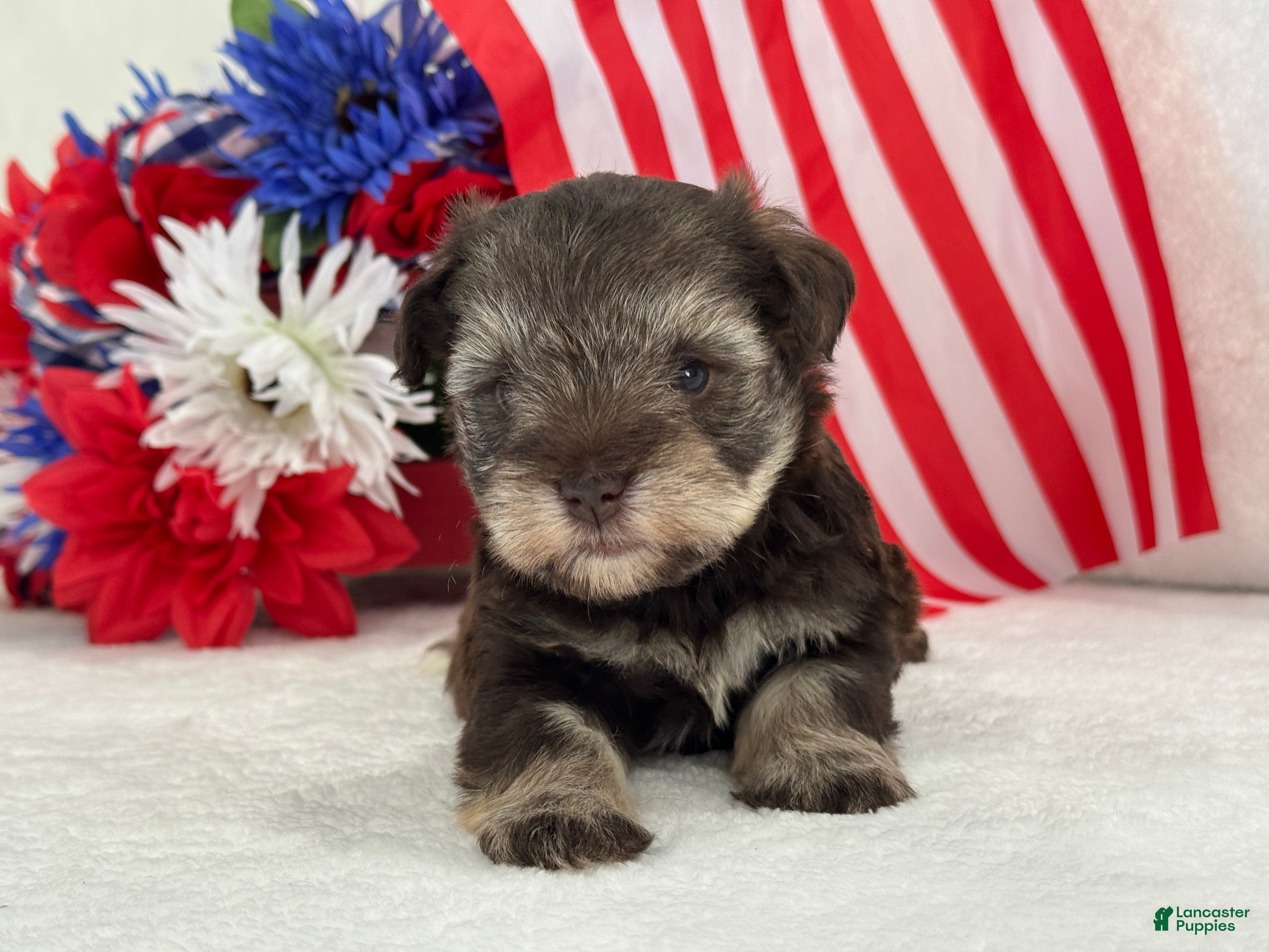 Miniature Schnauzer dogs Miracle Female 1 Liver & Tan Mega Coat AKC - Ad 12