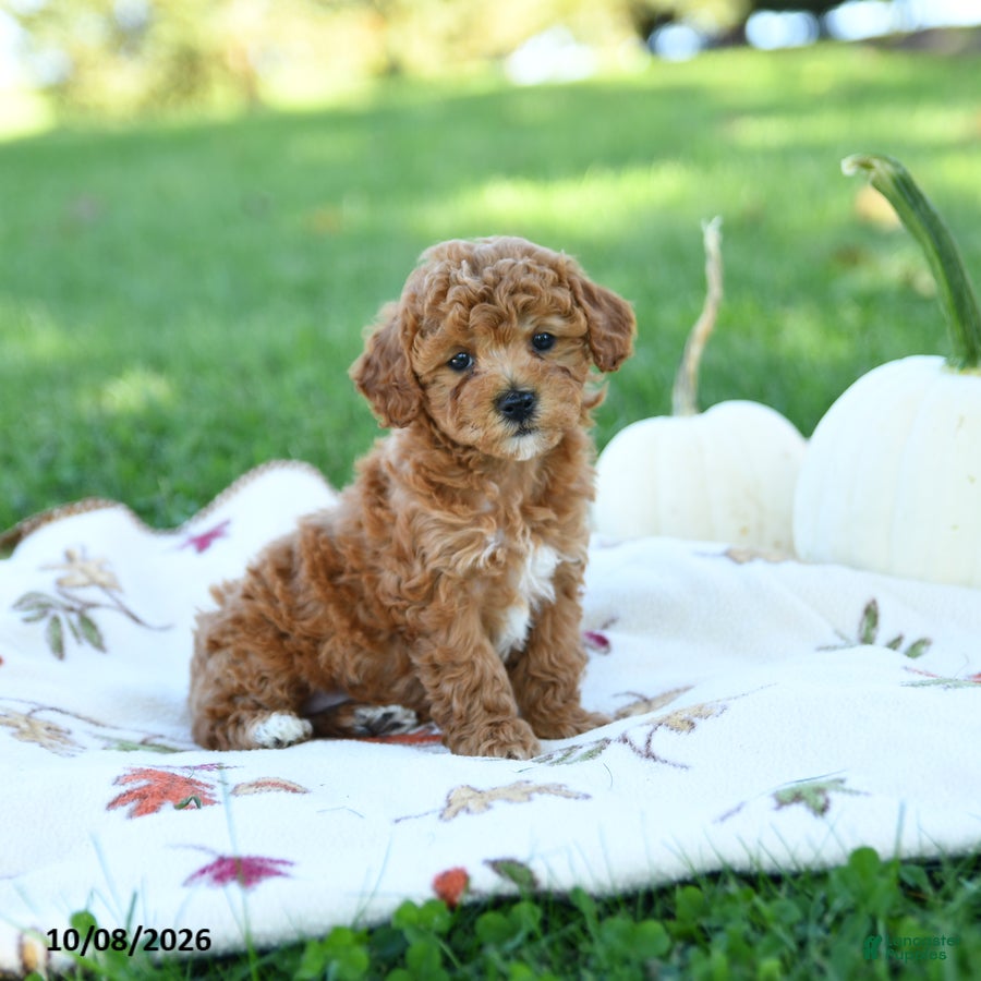 Toy Poodle dogs Cinnamon - Ad 1
