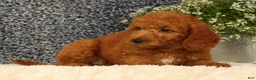 Mini Goldendoodle dogs for sale: Tinker - Ad 8