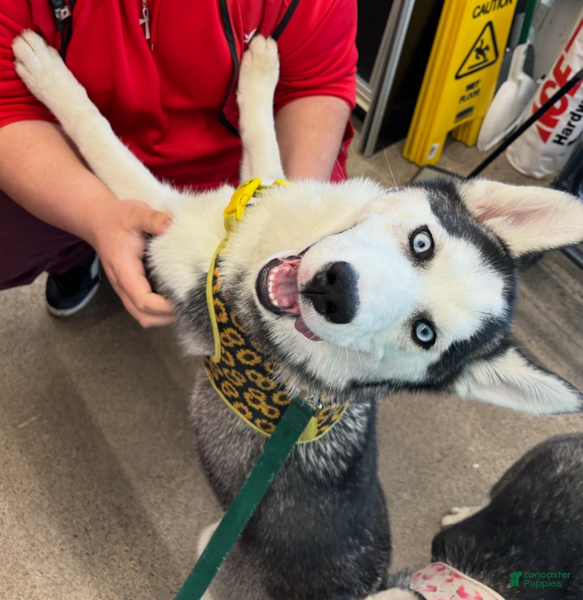 Siberian Husky dogs Siberian Husky 2 - Ad 2