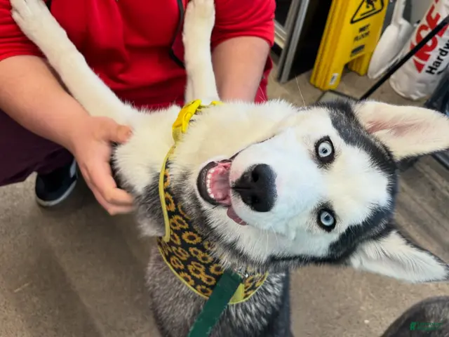 Siberian Husky dogs for sale: Baby Girl - Ad 2