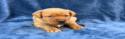 Labrador Retriever dogs for sale: #1 Female aka first born pup  - Ad 3