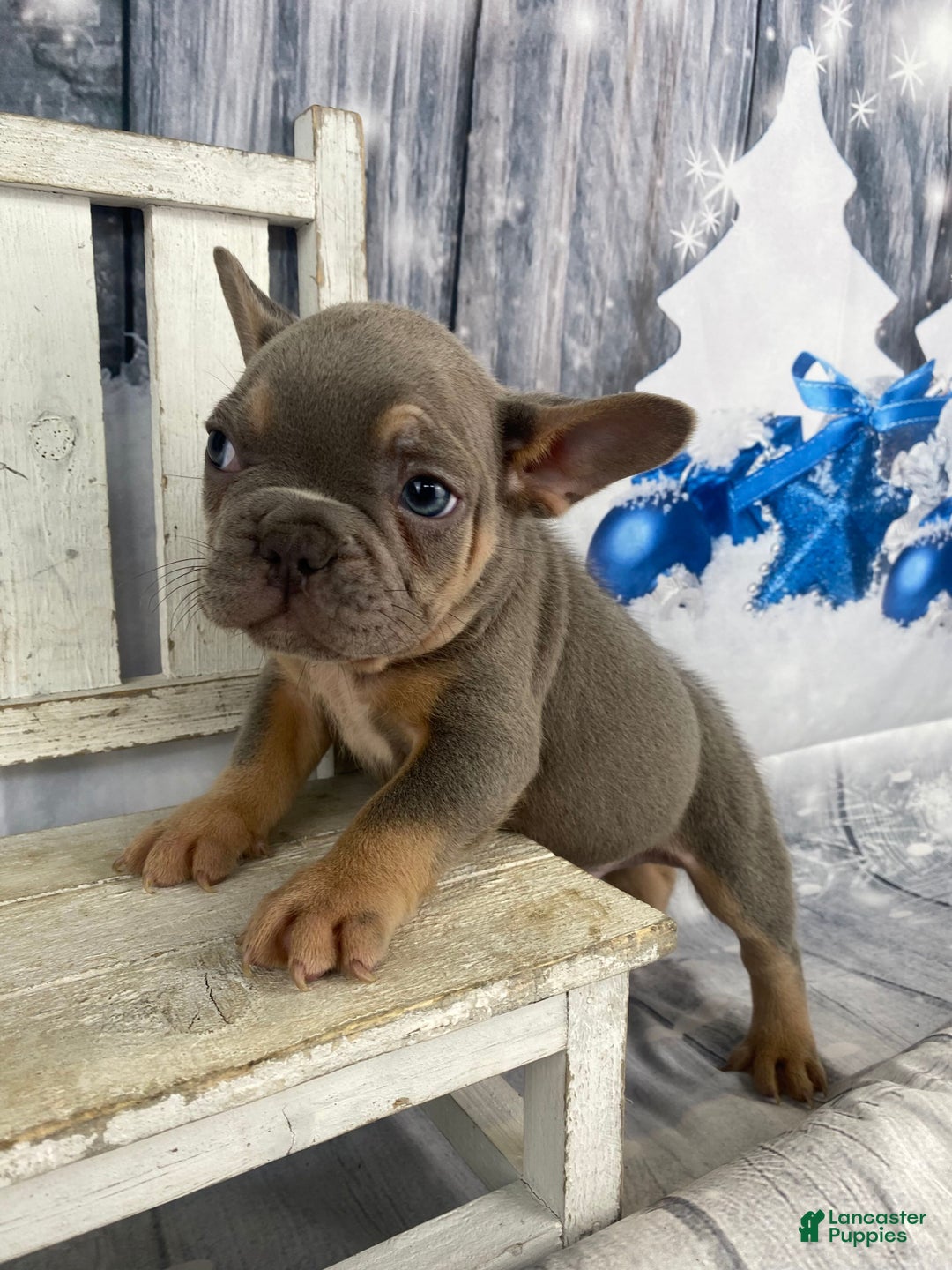 French Bulldog dogs for sale: Jasper - Ad 12