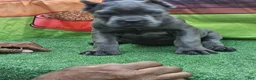 Cane Corso dogs for sale: GIZZY - Ad 3