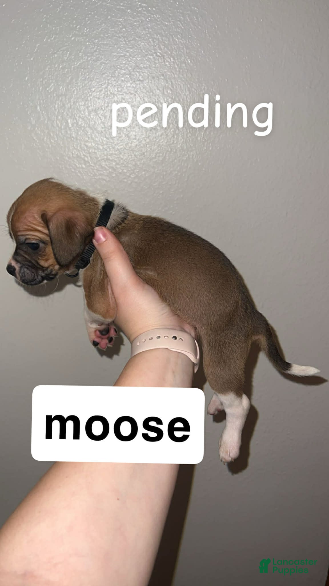 Mixed Breed dogs Mixed Breed Puppy 2 - Ad 22