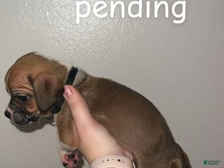 Mixed Breed dogs Mixed Breed Puppy 2 - Ad 41