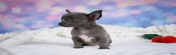Chihuahua dogs for sale: Rex - Ad 7
