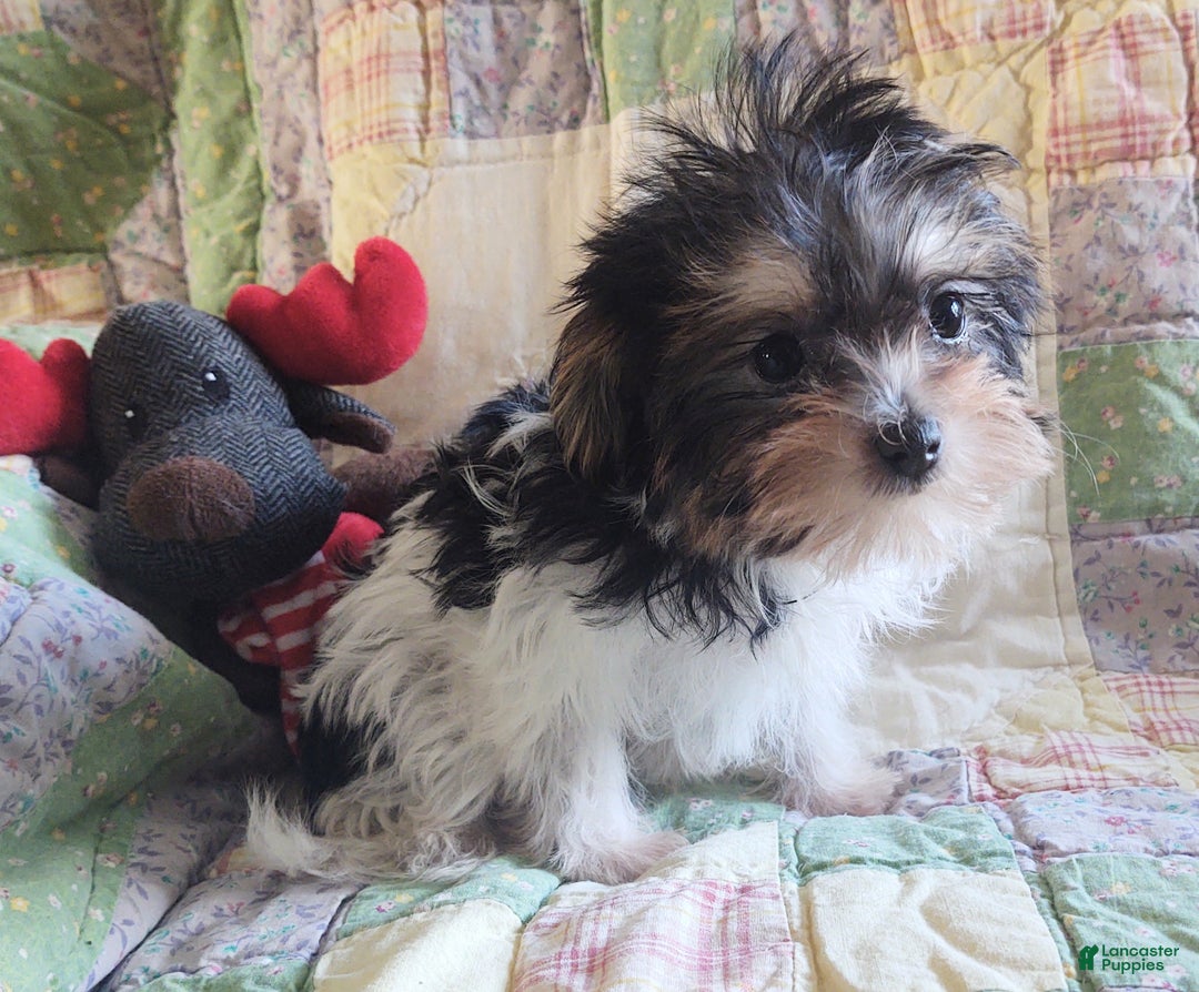 Yorkiepoo dogs for sale: Little Lugnut  - Ad 6