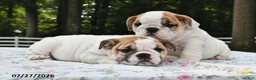 English Bulldog dogs for sale: Alex - Ad 5