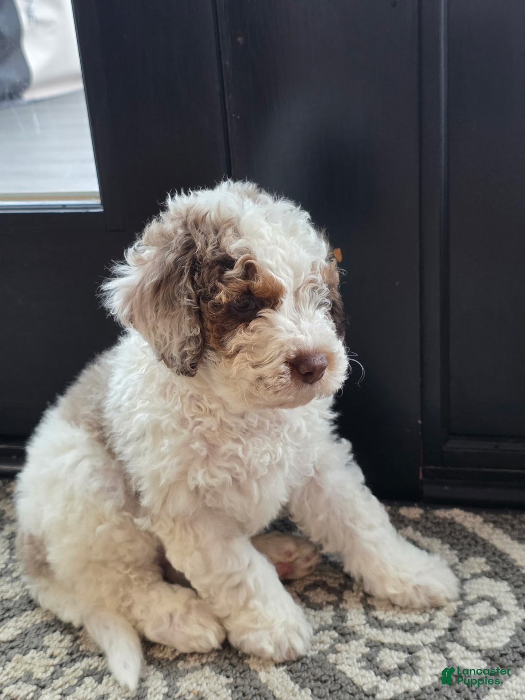 Mini Goldendoodle dogs for sale: Rocky - Ad 3
