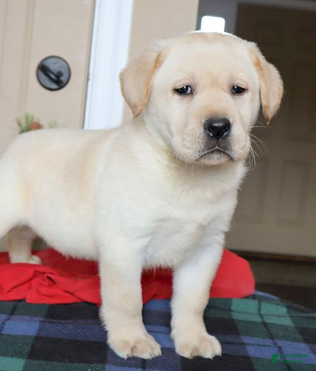 Labrador Retriever dogs for sale:  Winston - Champ lines - Ad 1