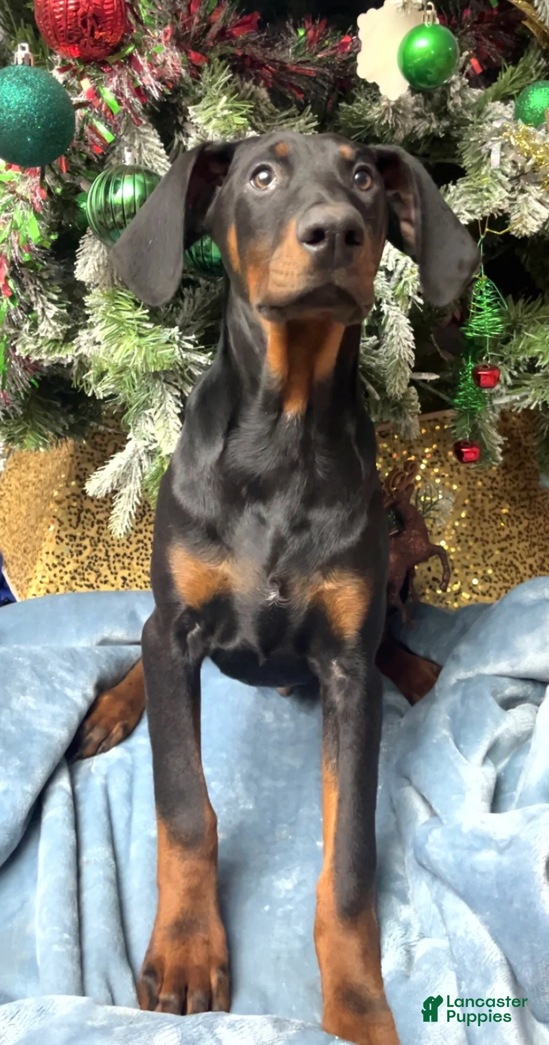 Doberman Pinscher dogs for sale: Bambi - Ad 9