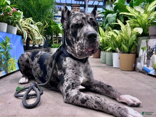 Cane Corso dogs Alastor - Ad 25