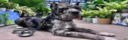 Cane Corso dogs for stud: Alastor  - Ad 1