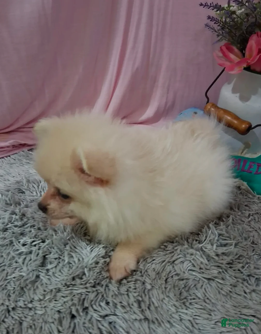 Pomeranian dogs for sale: Dexter - Ad 3